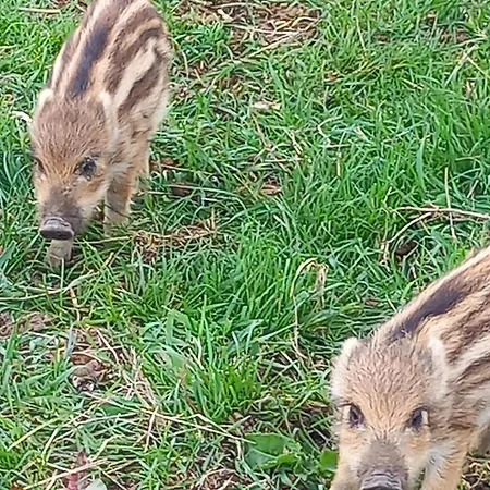 Horská chata Farm Haz Fonyód