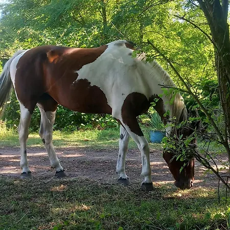 Farm Haz Σαλέ Fonyód