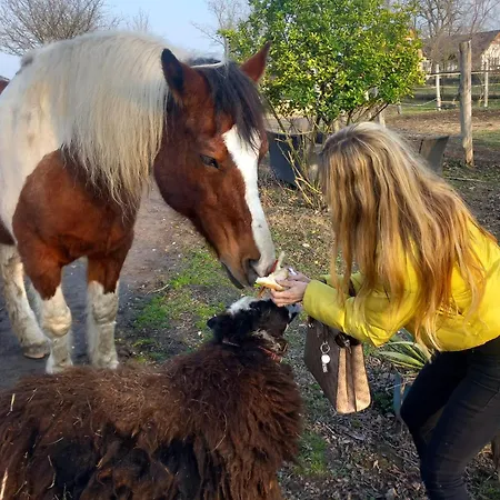 Farm Ház *