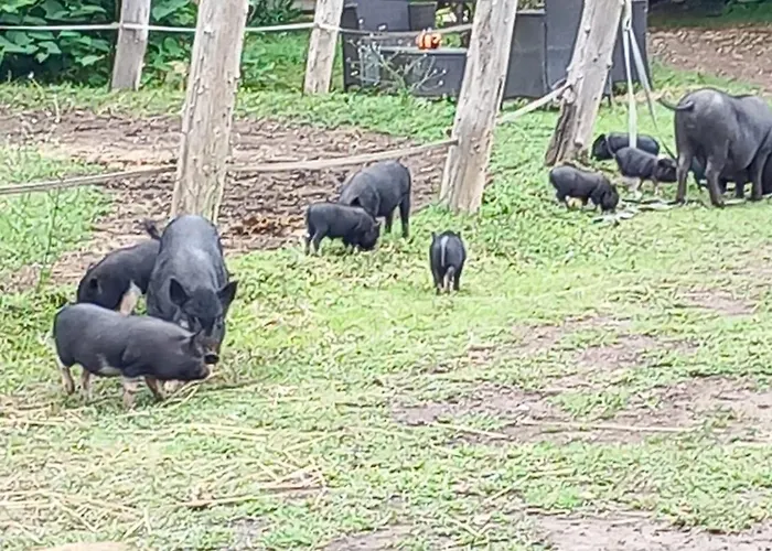 シャレー Farm Haz