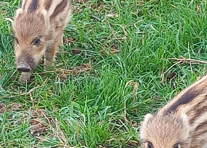 シャレー Farm Haz Fonyód