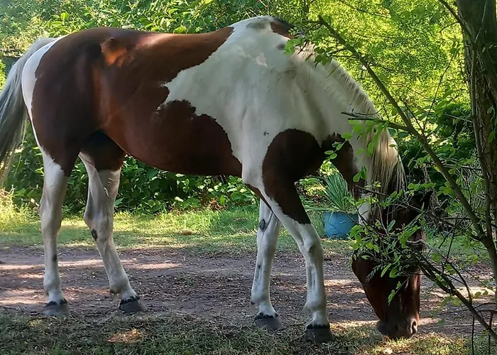Farm Haz Σαλέ Fonyód